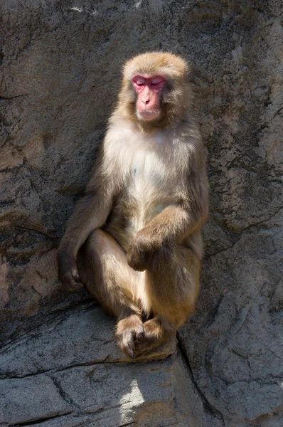 Monkey — Stock Photo, Image