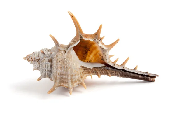 Shell with spikes — Stock Photo, Image