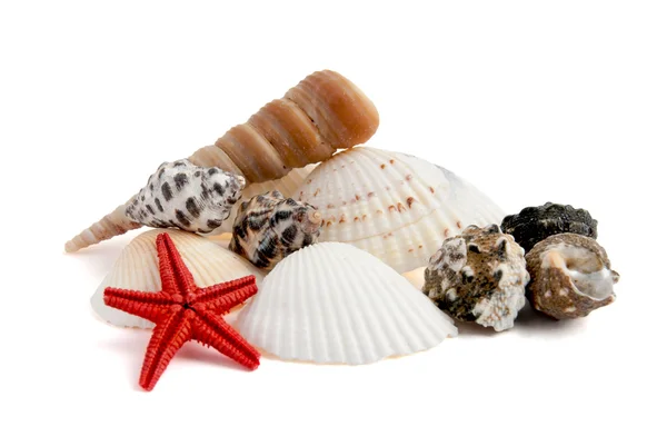 Shells and sea star — Stock Photo, Image
