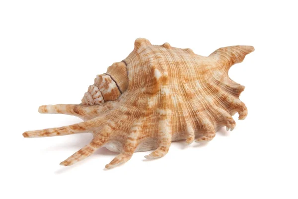 Orange sea shell with spikes — Stock Photo, Image