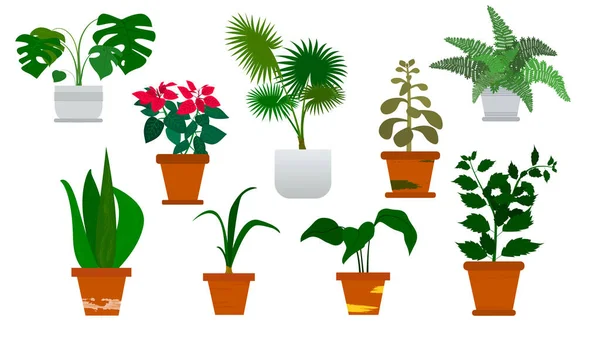 Vector Izolált Meghatározott Különböző Beltéri Dísznövények Leggyakoribb Legnépszerűbb Házi Növények — Stock Vector