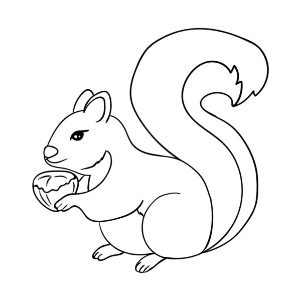 Lo scoiattolo ha una nocciola in mano. Disegno da colorare. Scoiattolo contorno nero su bianco. Vettore — Vettoriale Stock