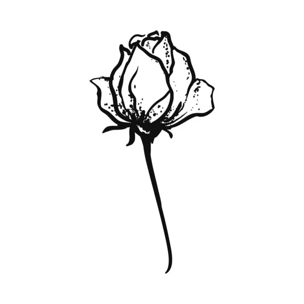 Dessin à la main rose fleur. Un croquis d'une rose. — Image vectorielle