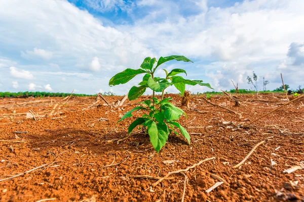 Jeune plante en croissance — Photo