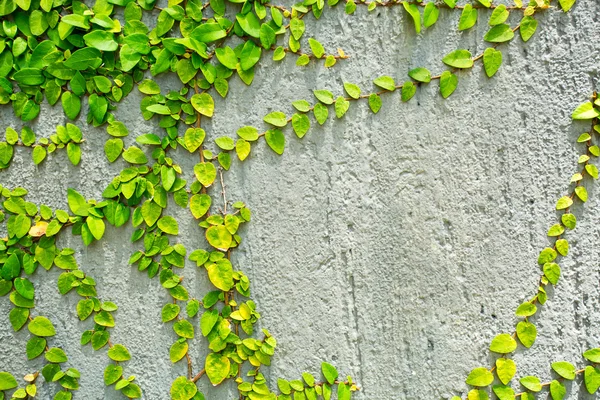 Cement vägg och gröna blad — Stockfoto