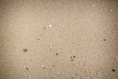 Closeup kum ve bazı kabuk 