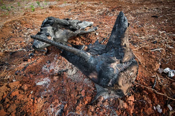 Black charred remains — Stock Photo, Image