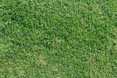 yeşil çim dokusu