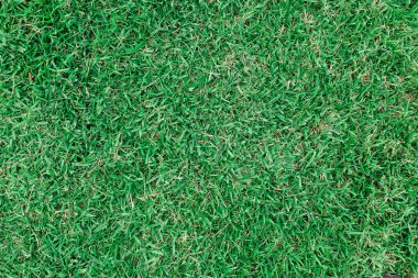 yeşil çim dokusu 