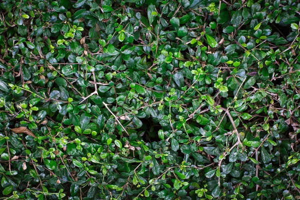 Drak vert feuilles dessus vue arrière-plan — Photo