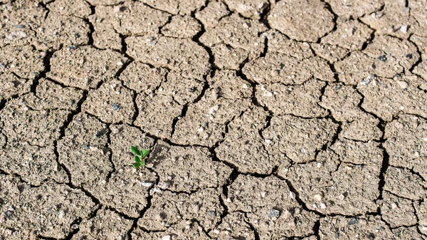 Young plant growing — Stock Photo, Image