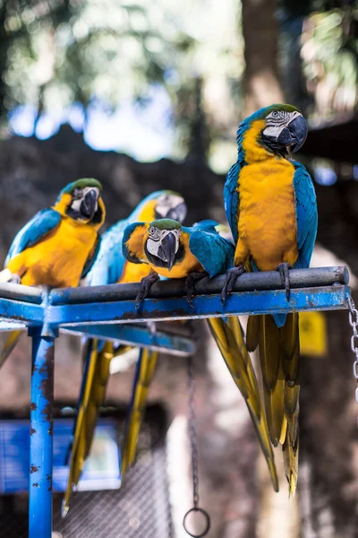 Parrot perched on a beam — Stock Image Parrot perched on a beam Stock Image