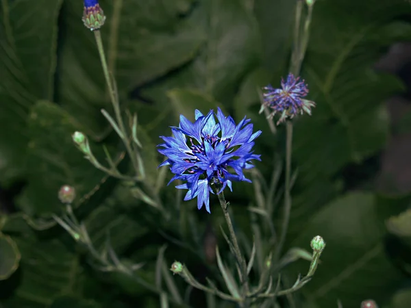 Yeşil Çimenlerdeki Mavi Çiçek — Stok fotoğraf