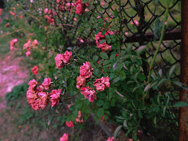 Маленькие Сухие Розы Фоне Забора — стоковое фото
