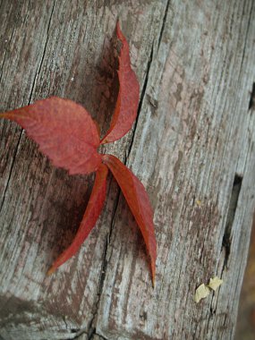 Asma yapraklarının kırmızı dalı güneş ışınlarında bir taşın üzerinde yatıyor.