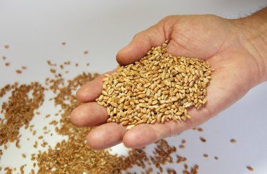 Mısır buğday hububat doğal ürün