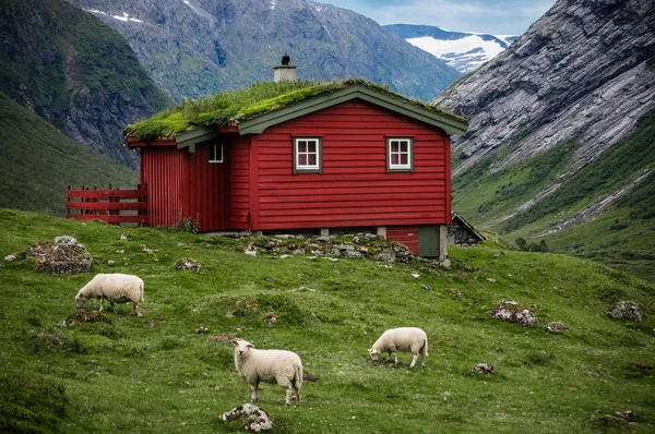 Paisaje noruego con casas típicas de hierba escandinava y las ovejas pastando en el valle — Foto de Stock