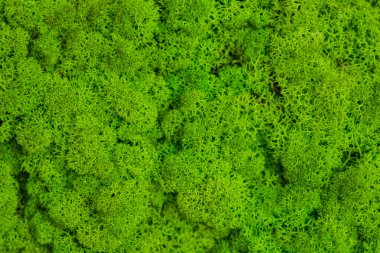 Yeşil yosun arka plan, yosunlu doku. Moss makro