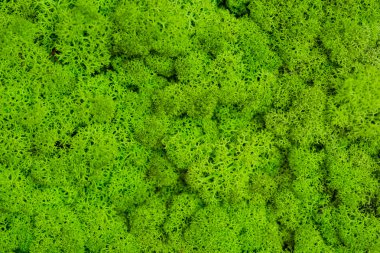Yeşil yosun arka plan, yosunlu doku. Moss makro