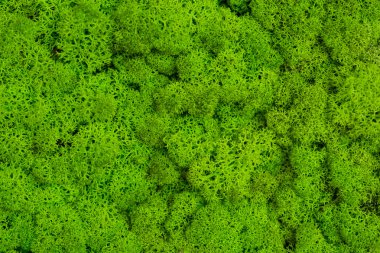Yeşil yosun arka plan, yosunlu doku. Moss makro