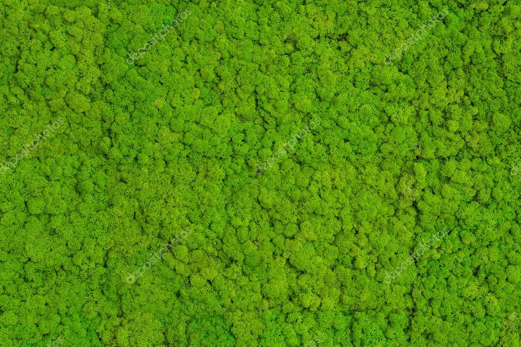 Green Moss Soft Background, Mossy Texture Stock Photo, Picture and Royalty  Free Image. Image 97550539.