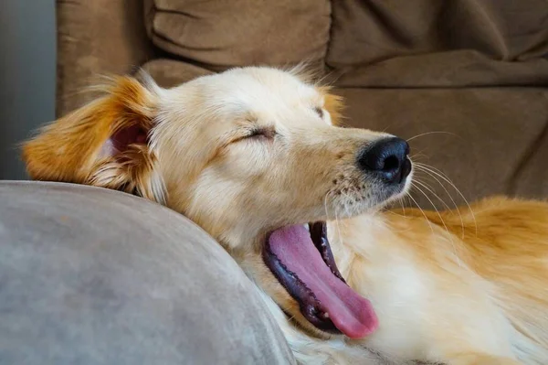 Yavru köpek uykusundan uyandı. Köpek Esnemesi