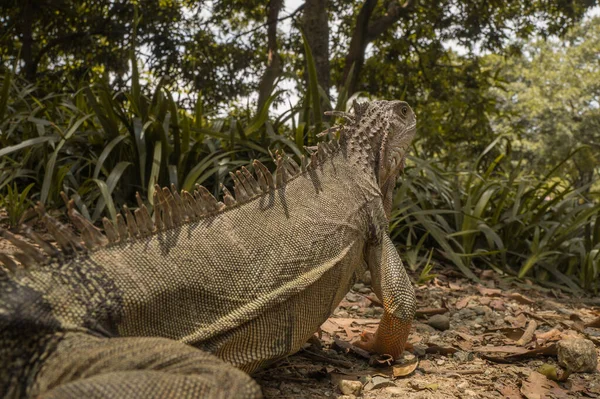 Yerde iguana cesedi var. Parkta arkadan görülüyor.