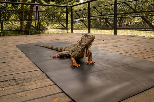 Yerde iguana cesedi var. Parkta arkadan görülüyor.