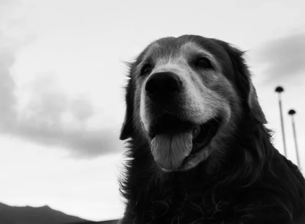 Golden Retriever köpeği bir yaz günü parkta eğleniyor. Siyah beyaz fotoğraflı yetişkin bir köpek.