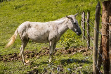 Beyaz bir kısrak yeşil çitin yanında duruyor.