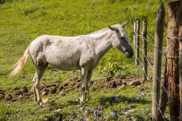 Beyaz bir kısrak yeşil çitin yanında duruyor.