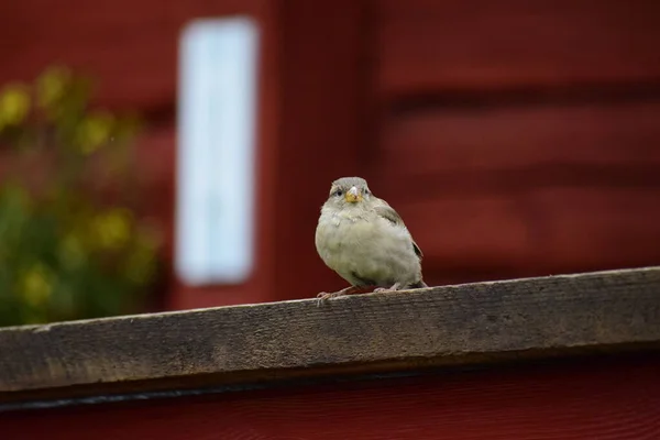 Sitter Fågel Trähus Sverige — Stockfoto