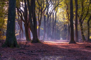 Sonbaharda Speulderbos ormanında ağaçlar arasında güzel bir yürüyüş yolu.