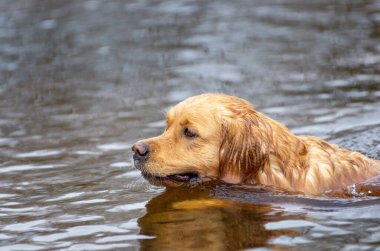 Golden retriever gölette yüzer
