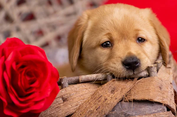 Cachorro Labrador Amarillo Adorable Sobre Borde Una Canasta Temática San — Foto de Stock
