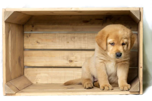 Blonde Labrador Puppy Sits Right Wooden Box Looks Innocently Copy — Stock Photo, Image