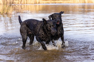 İki siyah ıslak labrador av köpeği su kenarında koşup oynuyorlar.