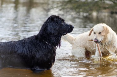 İki tane Labrador Retriever köpeği. Siyah beyaz köpek. Doğada suda oynamak.