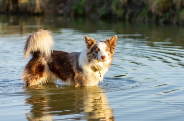 Sınır çoban köpeği güzel bir öğleden sonra ışıklarıyla suda duruyor.