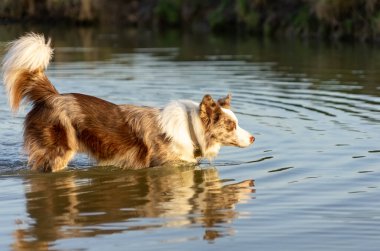 Güzel bir öğleden sonra ışıklarıyla suda yürüyen yaşlı bir çoban köpeği.