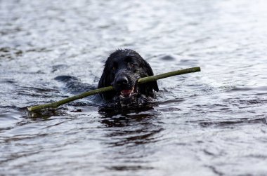 Kara ıslak labrador av köpeği ağzında tahta bir sopayla suda yüzer.