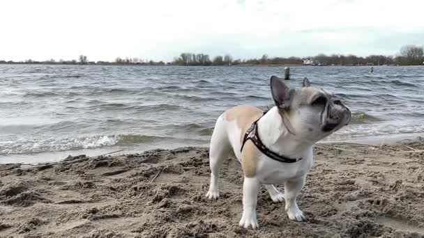 Witte Bruine Franse Bulldog Wacht Het Zand Kijkt Rond — Stockvideo