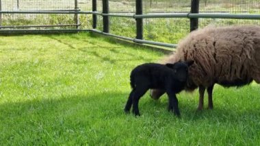Sarışın anne Ouessant koyunu. Otlakta birkaç günlük siyah kuzusu var.