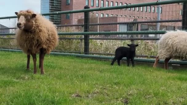 Sarışın Anne Ouessant Koyunu Otlakta Birkaç Günlük Siyah Kuzusu Var — Stok video