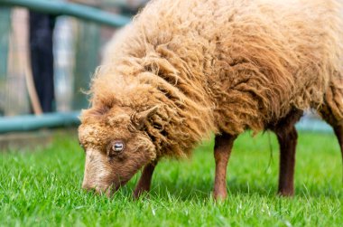 Çayırda otlayan küçük sarışın Ouessant koyunu. Hobi çiftçiliği. Bahar zamanı