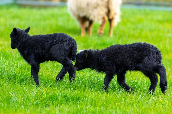 Small black Ouessant lambs in meadow. Hobby farming. spring time