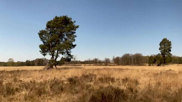 Conifères Pleine Forêt Hoenderloo Pays Bas Prise Vue Parallèle Randonnée — Video