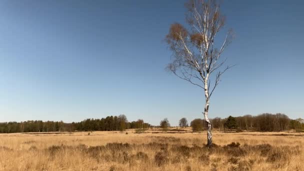 Одинокое Дерево Лесном Ландшафте Вереска Хундерлу Нидерланды Голубое Небо Весна — стоковое видео