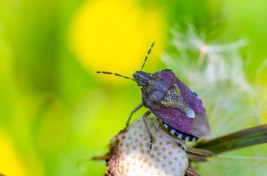 Sloe Bug, Dolycoris bakaryumu, arka planda parlak sarı ve yeşil renklerle neredeyse boş bir karahindiba çiçeğinin üzerinde bulunur. Böcek mor, kahverengi, sarı, siyah ve beyaz renkler içerir. Makro
