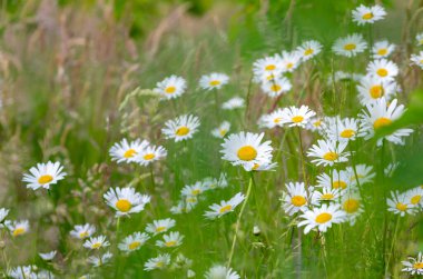 Çayır çayırlarında eski göz papatyaları (Leucanthemum vulgare)